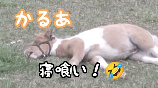 ポニー仔馬　かるあ寝ながらお食事動画!!