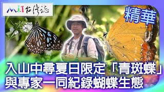 入山中尋夏日限定「青斑蝶」 與專家一同紀錄蝴蝶生態｜臺北市 麥覺明【@ctvmit836集】