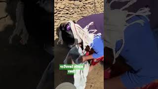 हेर्नुहोस गाउँमा कसरी बन्छ रक्सी village life in nepal @gautambheemvlogs #nepali