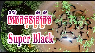 [Vlog:41]បំបែកកូនត្រីក្រឹមSuper Black 🐟 #nouchanrey