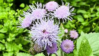 [認識植物好好玩］「藿香薊」學名：Ageratum conyzoides，在新竹縣尖石鄉「森林遇」的野地，大蔚阿昌（David Liao)[記錄美好]