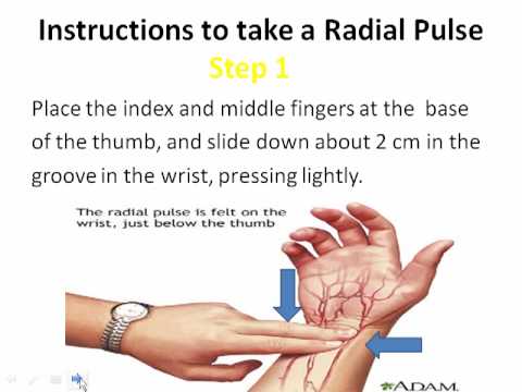 How To Take A Radial Pulse - YouTube