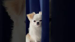 Pet dog staring at owner eating sweets