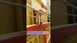 ବିଲେଇ ସହ କଥାବାର୍ତ୍ତା 🐈😂 #viralvideo #cat #cats #funny #fun #trending #cutecat #odia #comedy