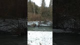 Winter Magic at the Creek #winter #creek #nature #shorts