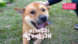 [유기견 공고] 🐶일단 눕고보는 대형견 강아지🐕의 가족이 되어주세요!