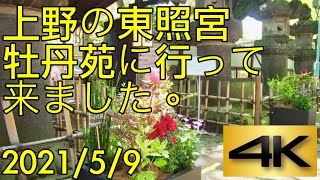 上野東照宮　牡丹苑に行って来ました。　Peony festival in Ueno