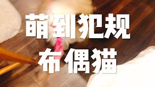 【布偶猫小可爱】逗猫棒谁能抗拒的了？主子又来卖萌了 快接住！第n+1期