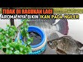 BENER BENER GACOR!! CAMPURAN LUMUT UNTUK MANCING IKAN NILA||Umpan Jitu