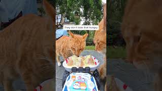 Feeding Stray Cats with a Hidden Camera #cats #cuteanimals #straycats #feeding #hiddencamera #funny