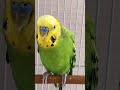 クソってめっちゃ言うインコ【インコのおしゃべり動画】