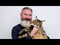 norwegian forest cat vs maine coon cat breed comparison detailed a must watch