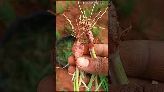 Garden tips 🌟 Small onion 🧅#shortvideo #garden