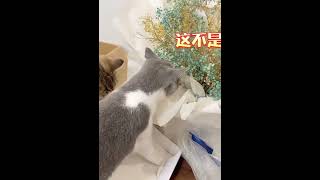 窗外飞来一只蟑螂，主人吓得直躲二只猫兴奋得嘎嘎叫#奇妙的猫咪# #003