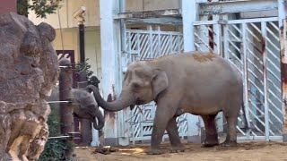 いつまでも見ていたい仲良し親子🐘　1月7 上野動物園