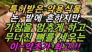 60년 동안 기침으로 고통받던 천식 환자를 일주일 만에 치료한 최고의 천연 항생제~!!