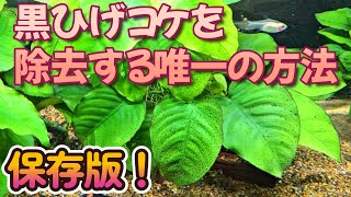 黒ヒゲ苔を完全に除去する唯一の方法とは？【アクアリウム】コケ ヒゲ  藻類