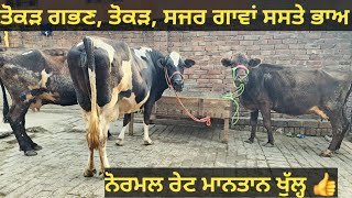 ਸਸਤੇ ਭਾਅ ਤੋਕੜ ਗਭਣ, ਸਜਰ ਗਾਵਾਂ ਵੀਕਾਓ। cows for sale/vadiya farm/31-1-25