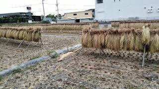 2020年10月5日　稲干の風景