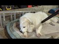 a logical way to groom a pyrenees 2 days before xmas greatpyrenees pyreneesmountaindog vacuum