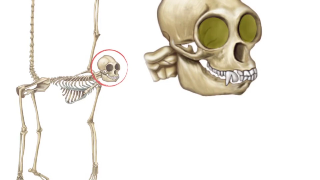 Recognizing Primates In The Fossil Record - Understanding Evolution ...