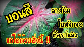 วิธีดูแลแก้ปัญหาบอนสี ใบหงิกงอ ราสนิม เชื้อราในดิน ด้วยวิธีง่ายๆ มินตราGarden