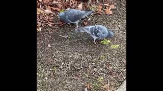 鳩が餌を食べる。/Pigeons eat food./