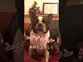 ボストンテリアきいろさん【ボステリ】