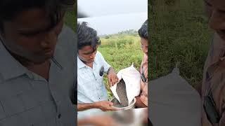 #விவசாயம் #vivasayam #agriculture #farming #தற்சார்புபொருளாதாரம் #natural #field #food