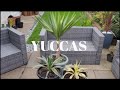 YUCCAS GROWING IN TROPICAL GARDEN UK