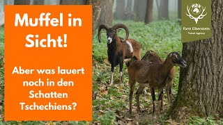 Eine spannende Jagd auf Muffel und Sika in Tschechien