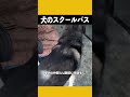 犬のスクールバス 犬 ペット ドッグラン バス