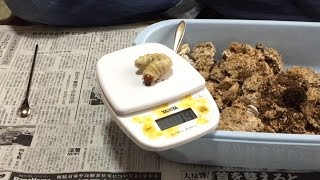 【昆虫飼育】神よ！オオクワガタ（能勢YG血統）菌糸交換