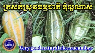 ផ្លែត្រសក់ស្រូវធម្មជាតិទុំល្អ ហើយច្រើនណាស់ - Very good natural rice cucumber