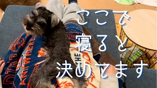 子犬・寝る前のルーティン（ミニチュアシュナウザー：ソファの上のお気に入りの場所）【アラフォー夫婦の犬育てダイアリー vol.15】