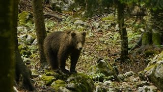 Noi e gli Orsi _ Trailer