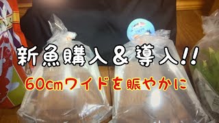 60㎝ワイド水槽を賑やかに‼　新魚導入