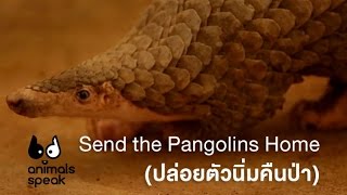 Send the Pangolins Home  (ปล่อยตัวนิ่มคืนป่า) Animals Speak [by Mahidol]
