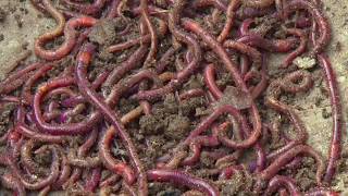 Vermi Compost (केंचुआ खाद) - वर्मीकम्पोस्ट बनाने की विधि Vermi Compost (केंचुआ खाद) - वर्मीकम्पोस्ट बनाने की विधि