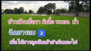 ข้าว5451ฉีดแมลงรอบ2เหตุผลที่ไม่ใช้ปุ๋ยเกร็ดบวกจับใบ