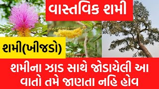 શમી (ખીજડો)|| શમીના ઝાડ સાથે જોડાયેલી આ વાતો તમે જાણતા નહિ હોવ.