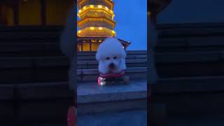 🐶：老登，我只拍一遍，你也看到狗伙伴都来找我了吧？宝的伙伴可是🐶界的智商+颜值担当，边牧大哥！