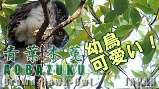 【野鳥観察】アオバズク＜2/2＞エサをねだる幼鳥（2021年）７月下旬 brown hawk owl /Northern boobook 神奈川県平塚市