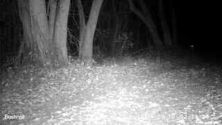 Bobcat Call