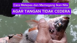 Cara Aman Tangkap Nil Si Pematil Tangan Pemancing.