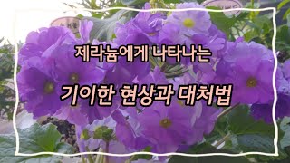 제라늄 키우면서 이런거 경험하셨나요? (2023/04/29)