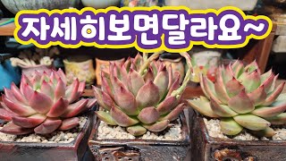 250228 다똑같은거아냐?!!자세히보면매력이달라요~프랭크,마리드,그랑떼창분갈이해요♡#다육이 #succulent #たにくしょくぶつ #다육식물 #plants #多肉植物