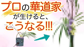 【生け花】初心者と同じ春のお花、華道家が生けるとこうなる！！