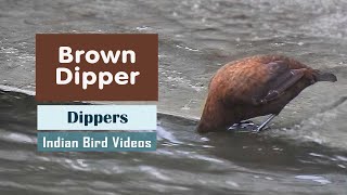 The Brown Dipper or Asian Dipper (Cinclus pallasii)