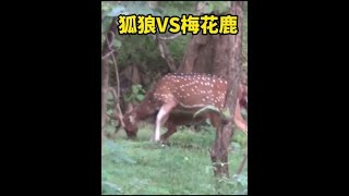 狐狼竟然和鬣狗二哥学会了掏缸技术#动物世界 #爱护大自然保护野生动物 #野生动物零距离 #野生动物 #梅花鹿